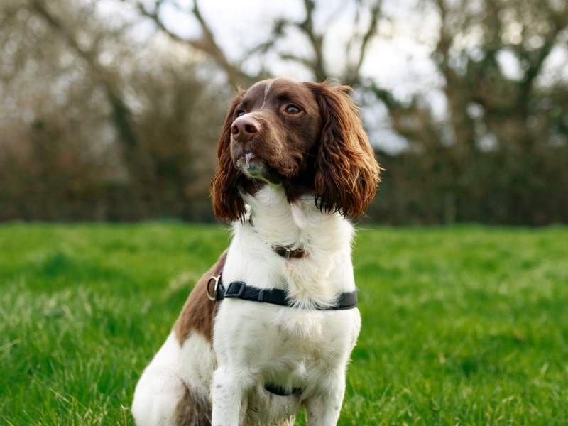 Collar or harness which is best for your dog?
